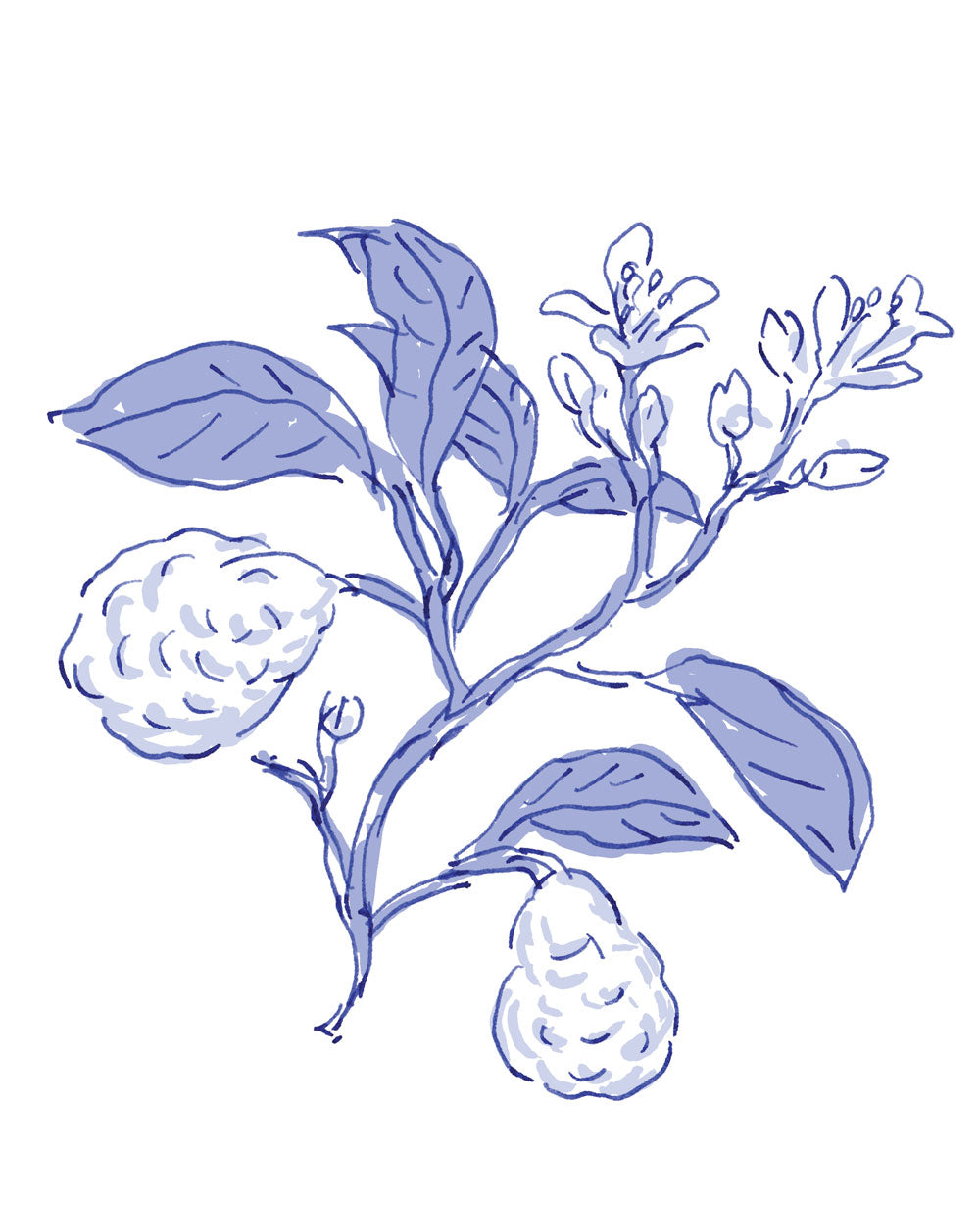 Bergamot