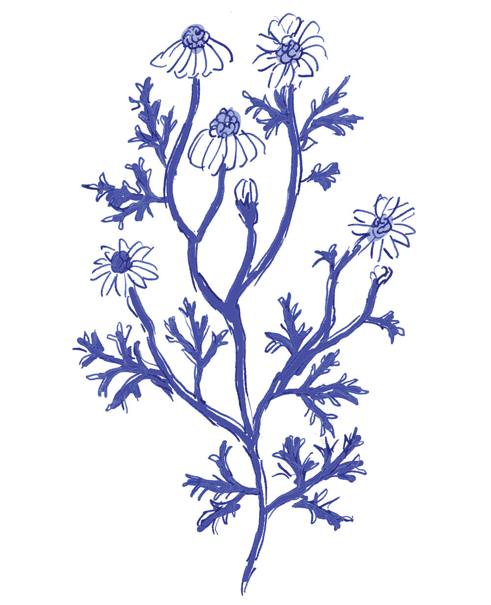 Camomile