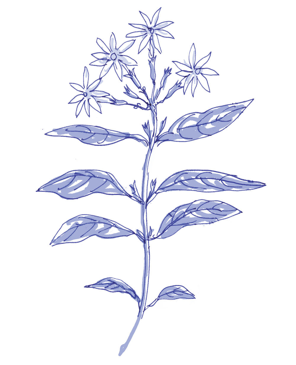 Jasmine Blossoms