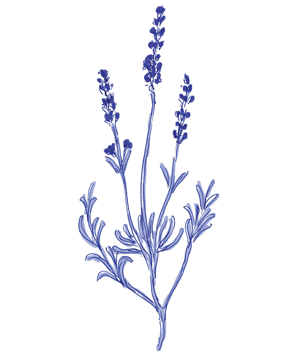 Lavender