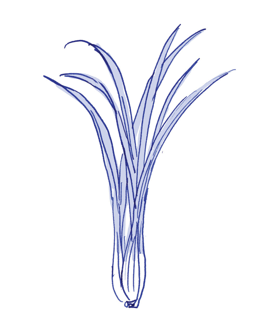 Lemon Grass