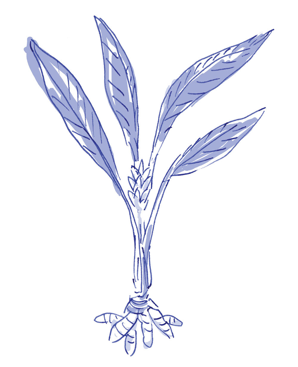 Turmeric