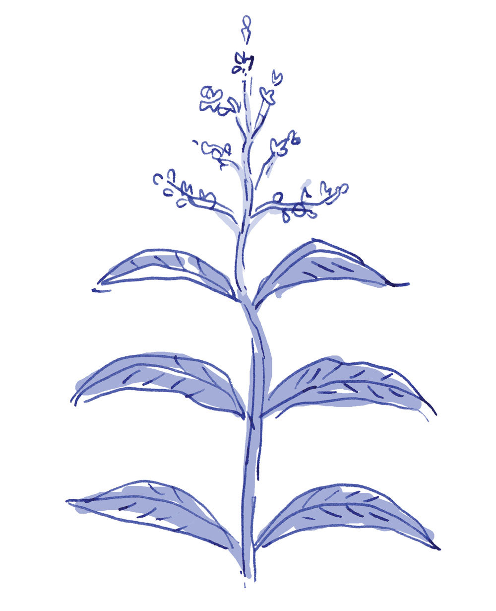 Verbena